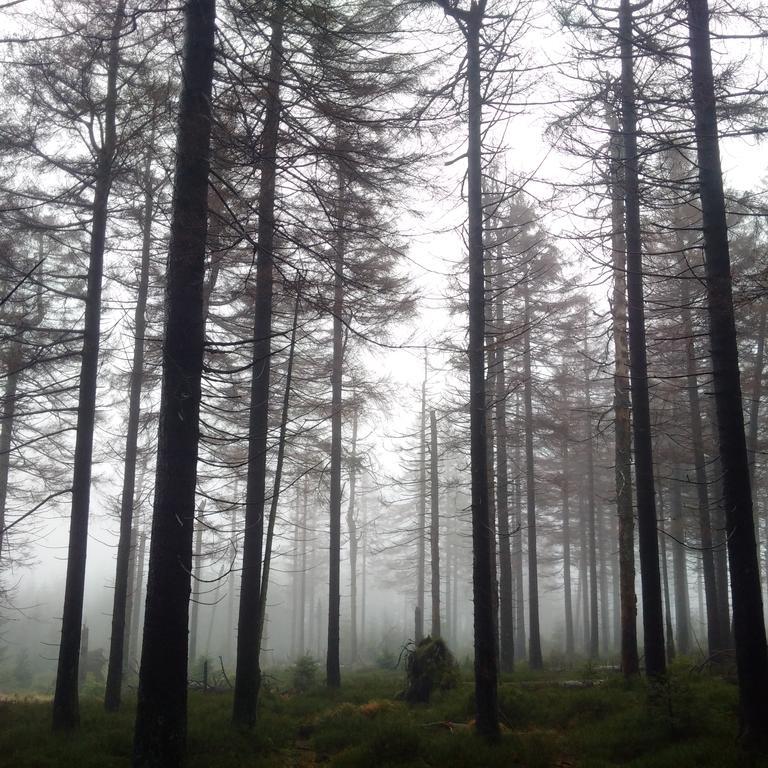 מלון זנקט אנדריאסברג The Cabin - Harz National Park מראה חיצוני תמונה